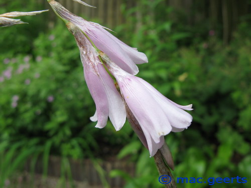 Dierama cooperi